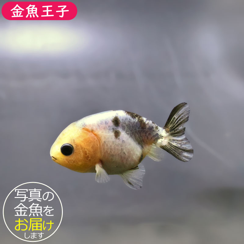 金魚王子】ベビーらんちゅう 6±1cm前後 (個体番号:xsw812) 金魚 金魚王子】ベビーらんちゅう 6±1cm前後 (個体番号:xsw812) 金魚
