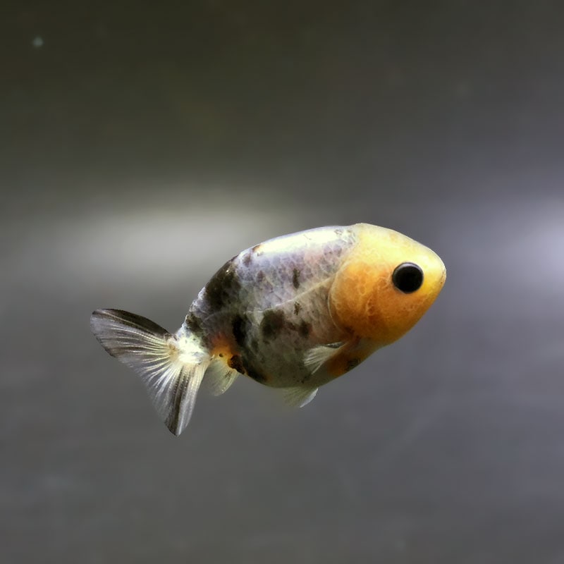 金魚王子】ベビーらんちゅう 6±1cm前後 (個体番号：xsw812) 金魚