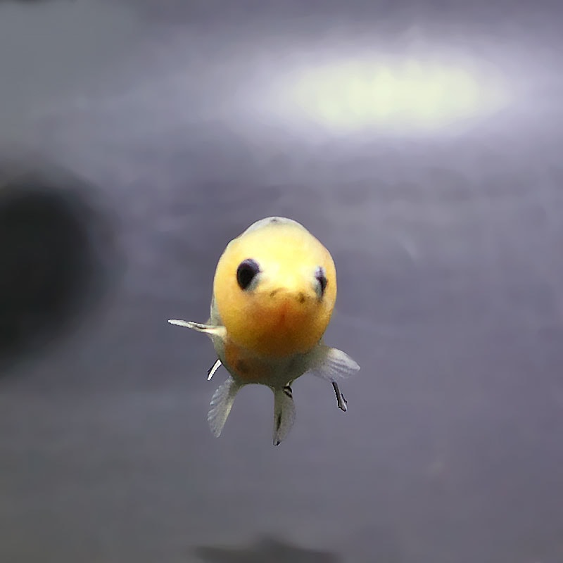 らんちゅう６匹 金魚王子】ベビーらんちゅう 6±1cm前後 (個体番号：xsw812) 金魚