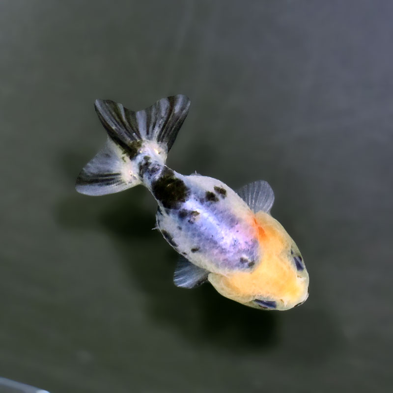 金魚王子】ベビーらんちゅう 6±1cm前後 (個体番号:xsw812) 金魚 金魚王子】ベビーらんちゅう 6±1cm前後 (個体番号:xsw812) 金魚