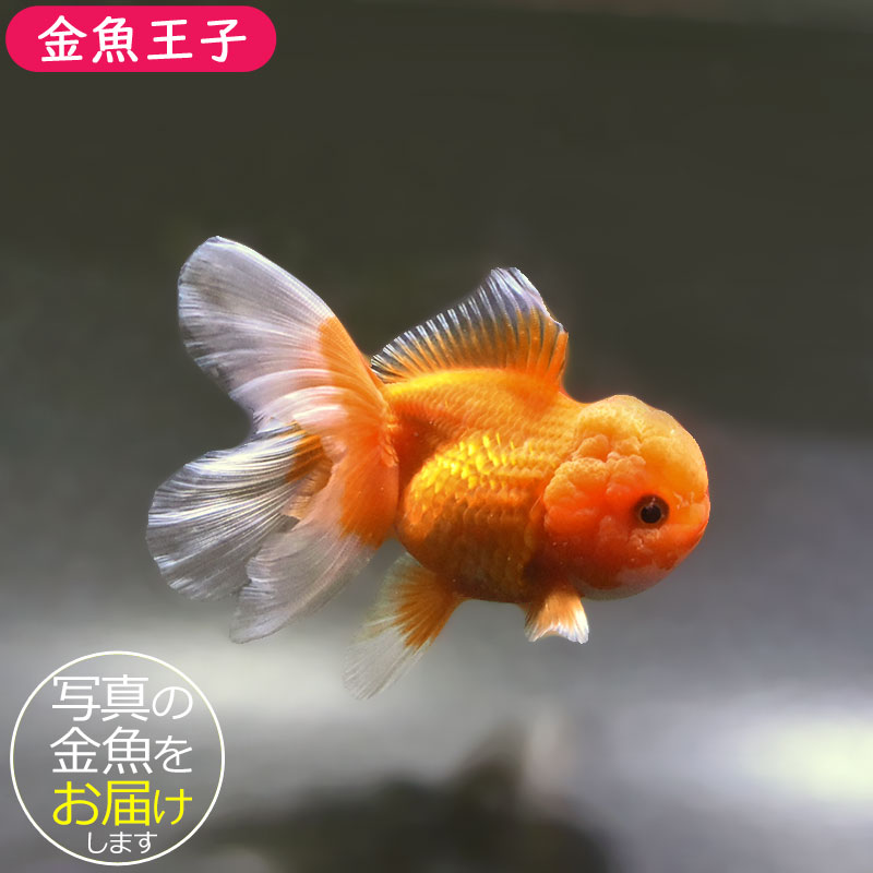金魚王子】更紗バルーンオランダ 10±1cm前後 (個体番号：zaq256) 金魚