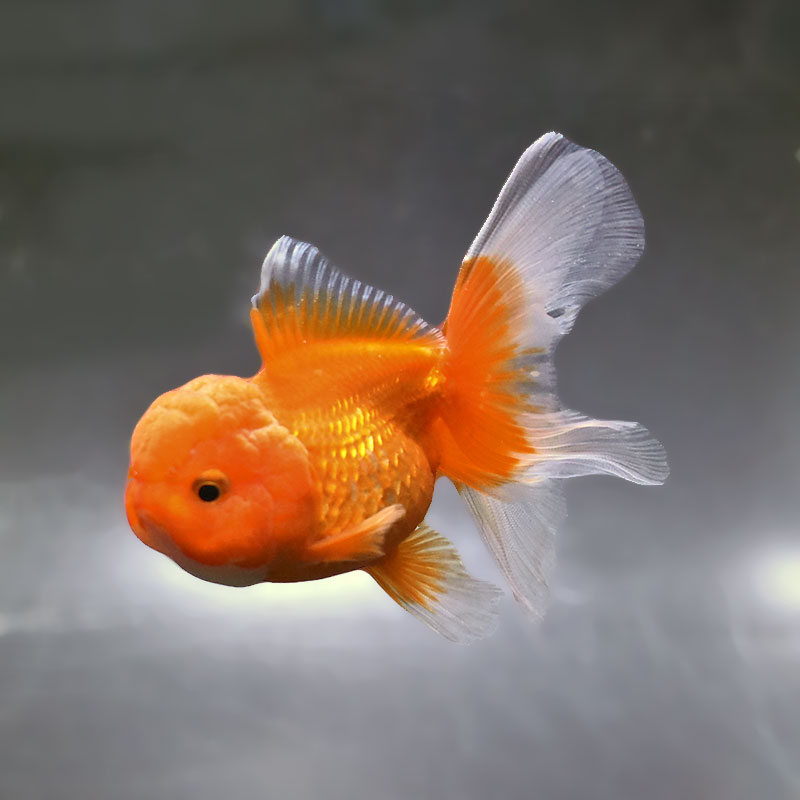 金魚王子】更紗バルーンオランダ 10±1cm前後 (個体番号：zaq256) 金魚
