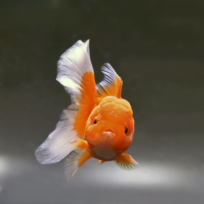 金魚王子】更紗バルーンオランダ 10±1cm前後 (個体番号：zaq256) 金魚