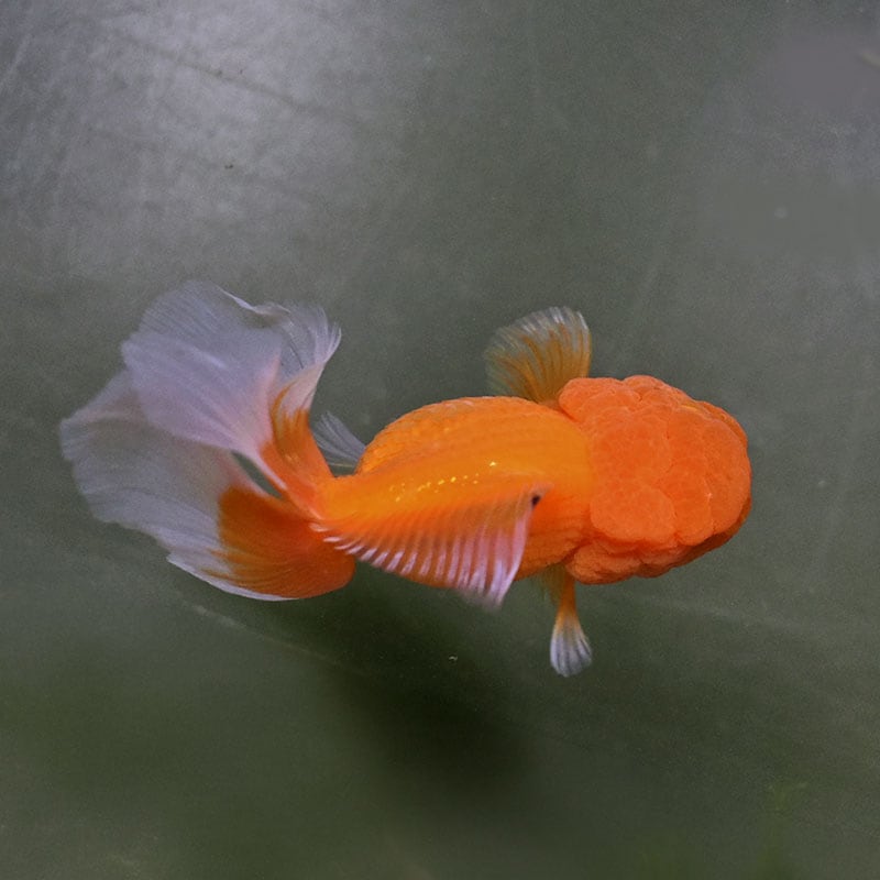 金魚　様 金魚王子】更紗バルーンオランダ 10±1cm前後 (個体番号：zaq256) 金魚
