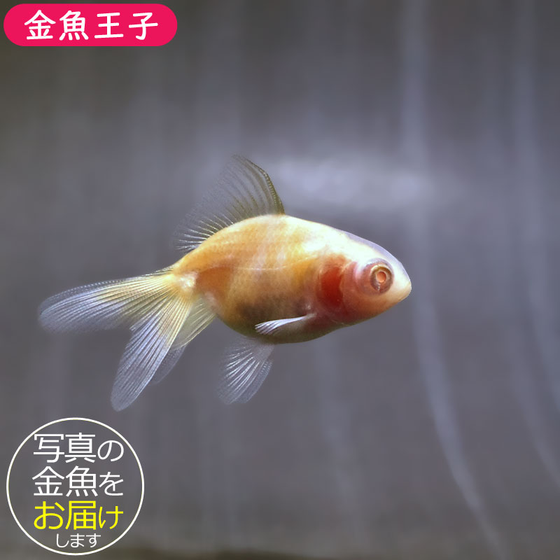 金魚王子】赤目竜眼 6±1cm前後 (個体番号：zaq611) 金魚 きんぎょ 生体