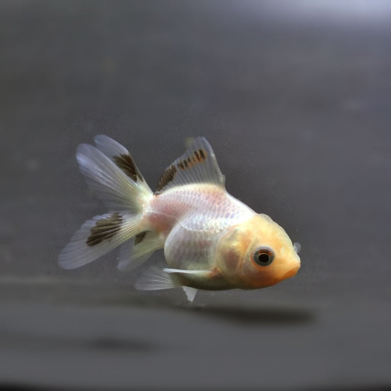 22匹金魚たち 金魚王子】ベビー（白黒）オランダ 5±1cm前後 (個体番号：cde363