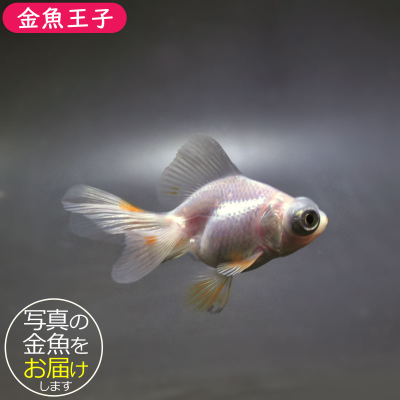 金魚王子】更紗蝶尾 7±1cm前後 (個体番号：cde552) 金魚