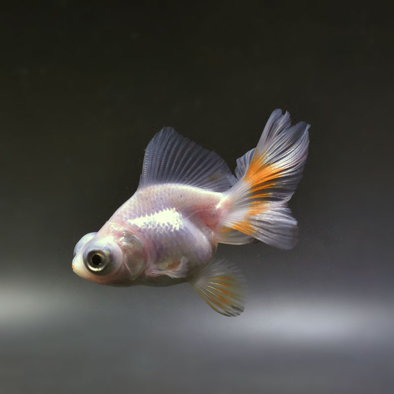 金魚王子】更紗蝶尾 7±1cm前後 (個体番号：cde552) 金魚 きんぎょ 生体