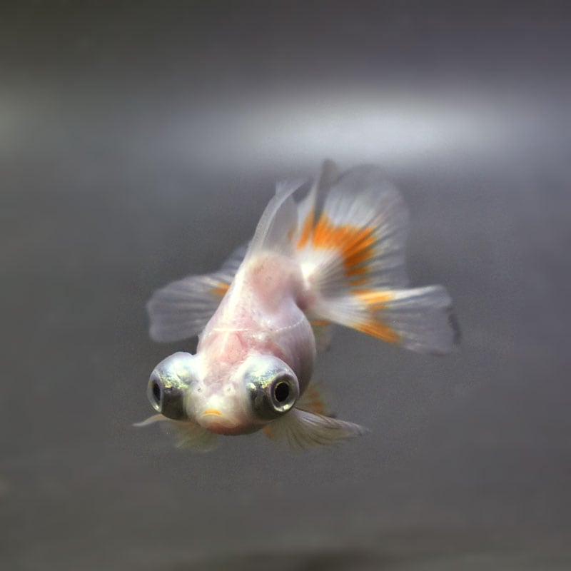 金魚　様 完売致しました 2023.1.21 墨朱文金 31cm オス 明け4歳