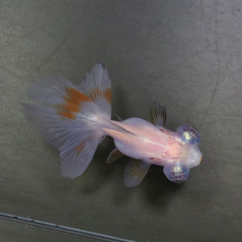 盃で泳ぐ金魚　大　ソメイヨシノ　置物 盃で泳ぐ金魚 大 ソメイヨシノ 置物 - メルカリ