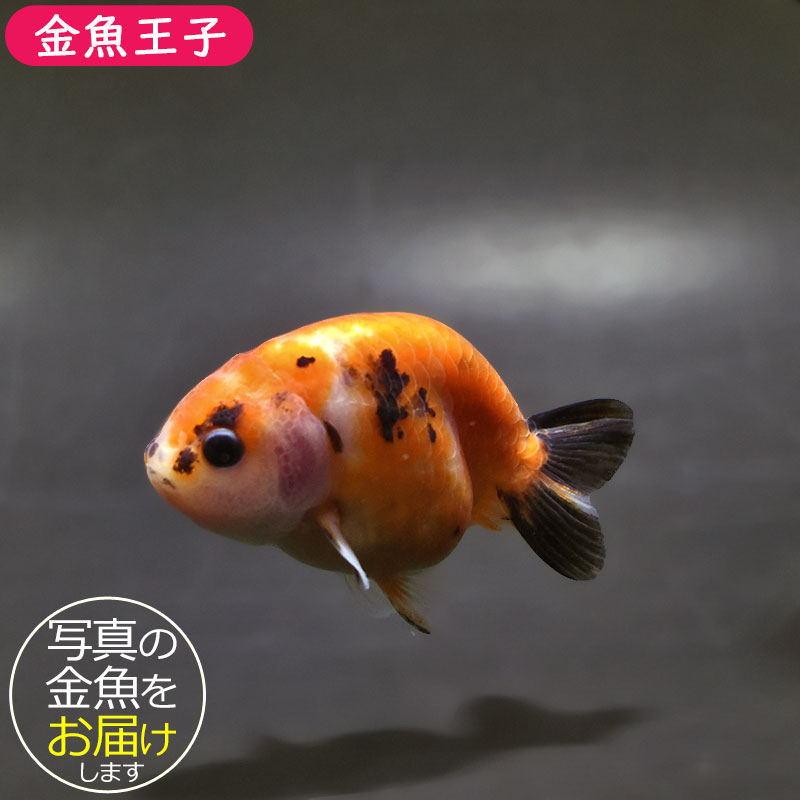 らんちゅう（150cm） 金魚王子】ベビーらんちゅう 6～7cm前後 (個体番号：xsw733) 金魚