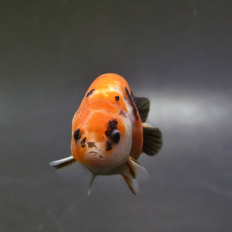 金魚王子】変わり柄らんちゅう 7～8cm前後 (個体番号：xsw138) 金魚