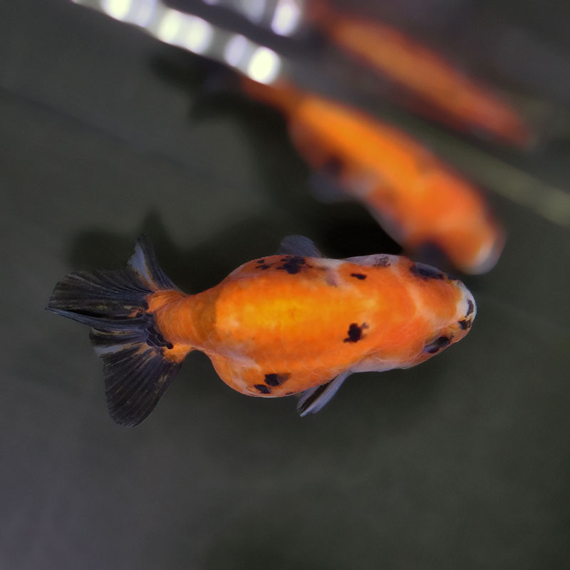 らんちゅう（150cm） 金魚王子】ベビーらんちゅう 6～7cm前後 (個体番号：xsw733) 金魚