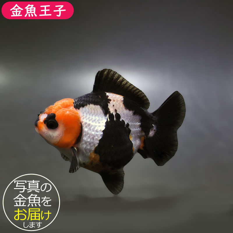 大型金魚。 金魚王子】トリカラーオランダ 9±1cm前後 (個体番号：xsw461) 金魚