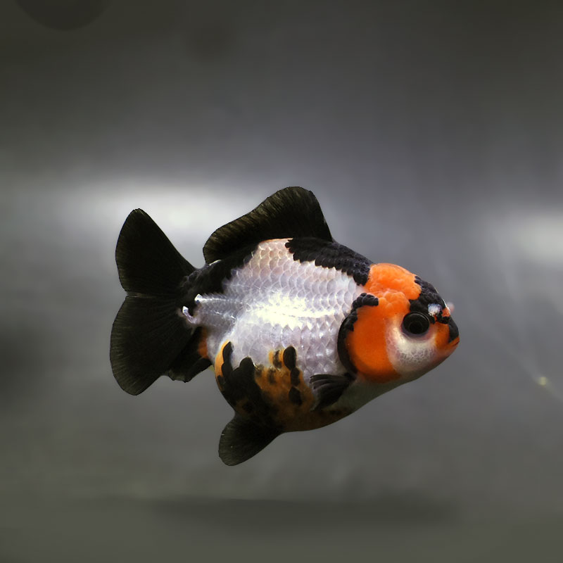金魚王子】トリカラーオランダ 9cm前後 (個体番号：xsw296) 金魚