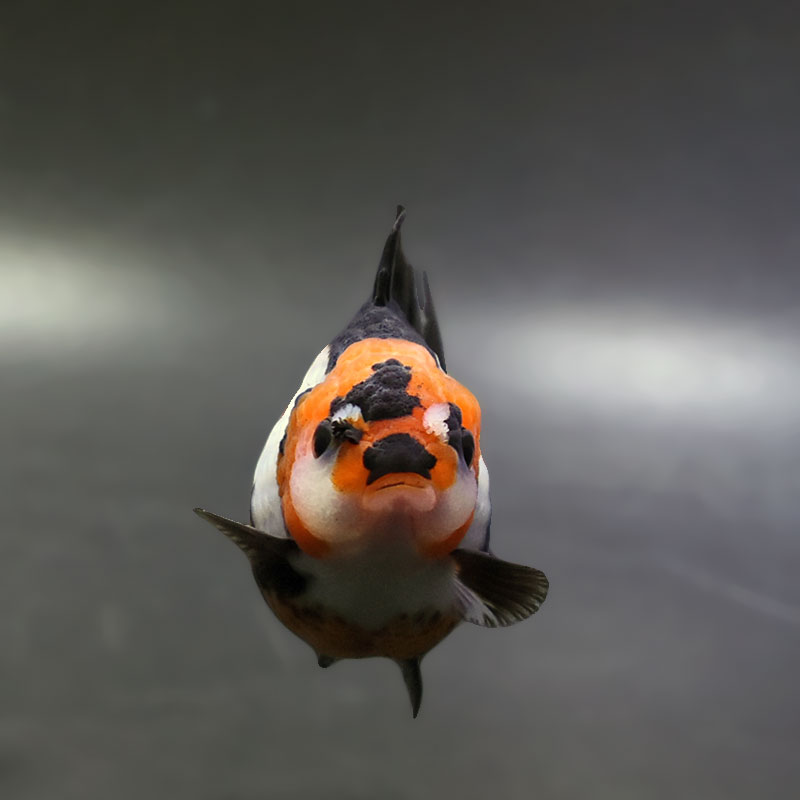 金魚 期間限定値下げ ジャンボオランダ 5匹 このサイズで激安 金魚 メダカ 錦鯉 水槽 ビオトープ 水草 送料無料 】 国産 金魚 更紗ジャンボオランダ 一点物 18cm前後 （006
