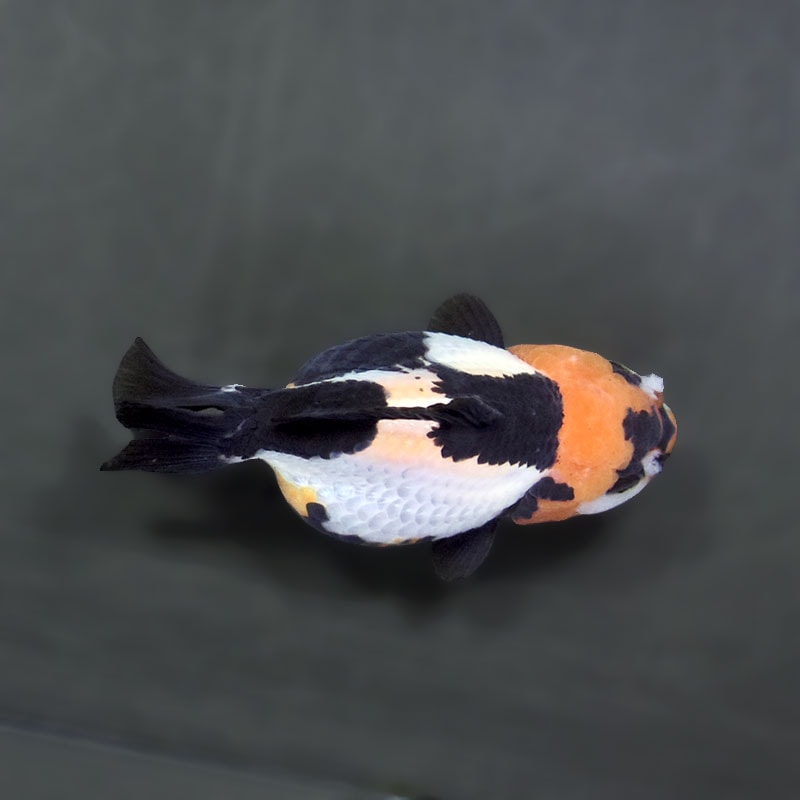 金魚王子】トリカラーオランダ 9cm前後 (個体番号：xsw296) 金魚