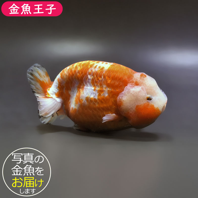 金魚-らんちゅう大型 大田原市 なかがわ水遊園の金魚 らんちゅうの写真素材 [89327481] - PIXTA