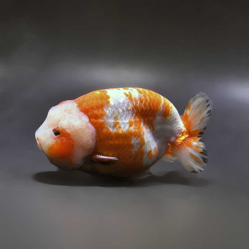 金魚 金魚王子】更紗ショートテール琉金 13.5cm前後 (個体番号：xsw433