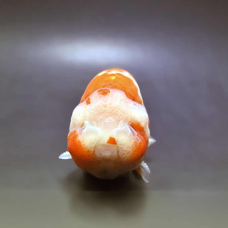 金魚王子】桜錦 12cm前後 (個体番号：xsw482) 金魚 きんぎょ 生体
