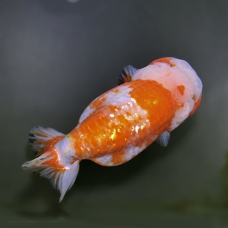 金魚王子】桜錦 12cm前後 (個体番号：xsw482) 金魚 きんぎょ 生体