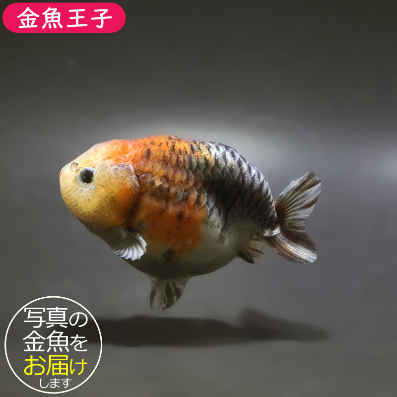 金魚王子】キリンらんちゅう 9±1cm前後 (個体番号：xsw665) 金魚