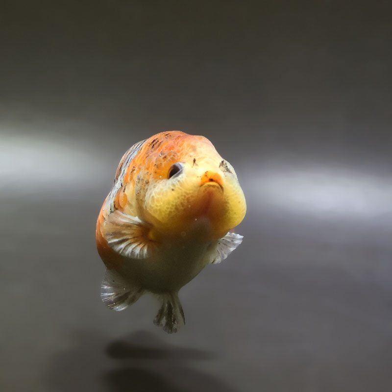 金魚王子】キリンらんちゅう 9±1cm前後 (個体番号：xsw665) 金魚