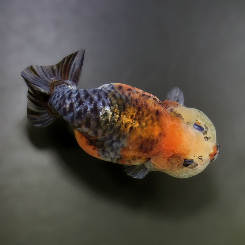 金魚王子】キリンらんちゅう 9±1cm前後 (個体番号：xsw665) 金魚