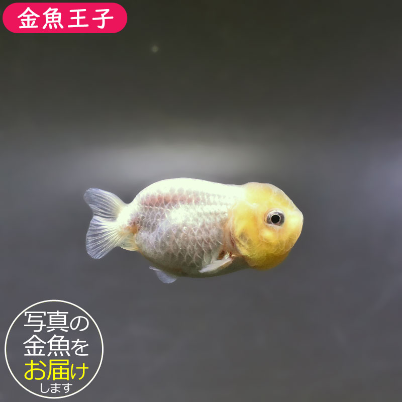 金魚王子】ベビーらんちゅう 6±1cm前後 (個体番号：xsw813) 金魚