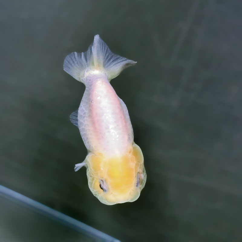 金魚王子】ベビーらんちゅう 6±1cm前後 (個体番号：xsw813) 金魚
