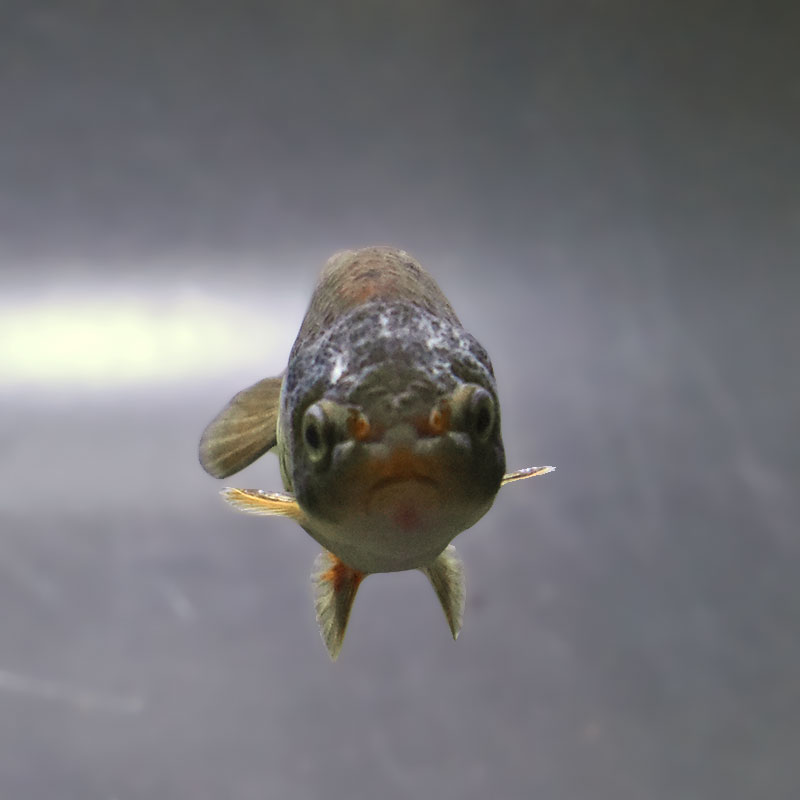 金魚王子】ブラックらんちゅう 7±1cm前後 (個体番号：xsw982) 金魚