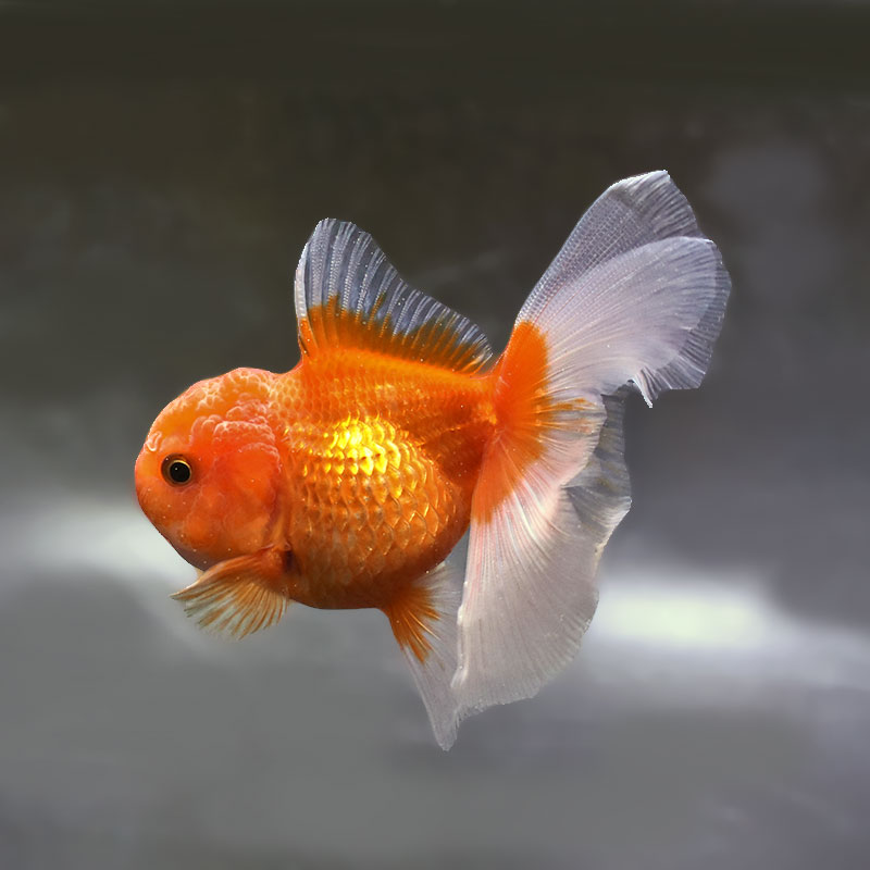 金魚王子】更紗バルーンオランダ 10±1cm前後 (個体番号：zaq257) 金魚