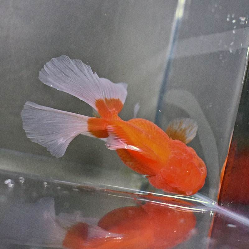 金魚王子】更紗バルーンオランダ 10±1cm前後 (個体番号：zaq257) 金魚