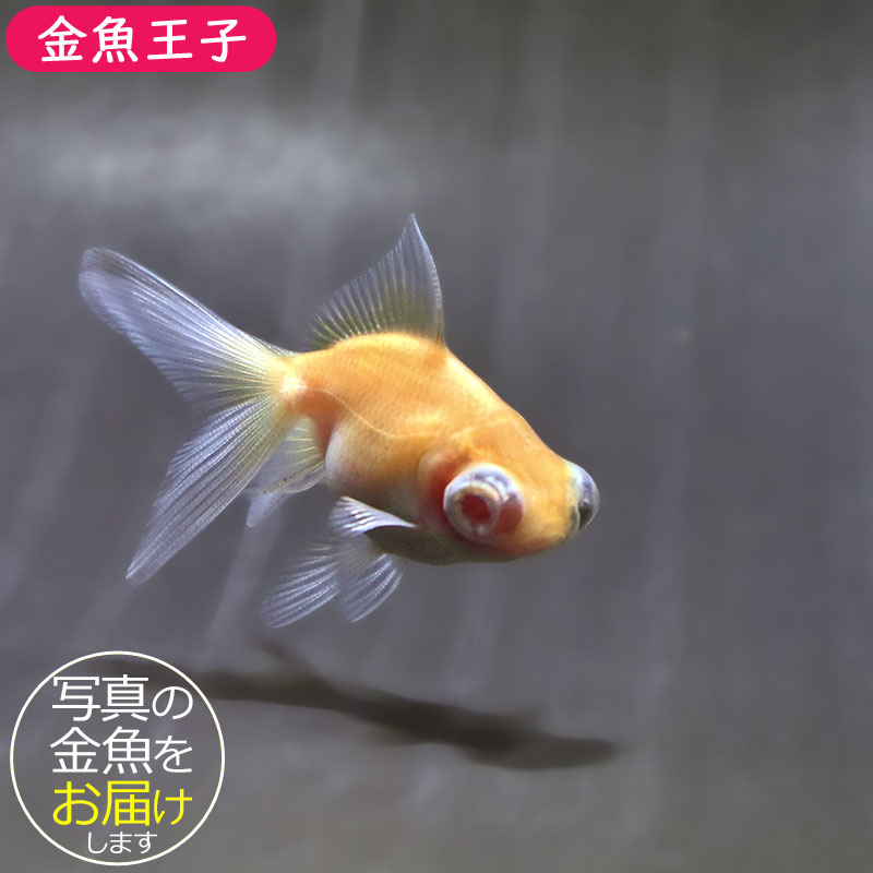金魚王子】赤目竜眼 6±1cm前後 (個体番号：zaq612) 金魚 きんぎょ 生体