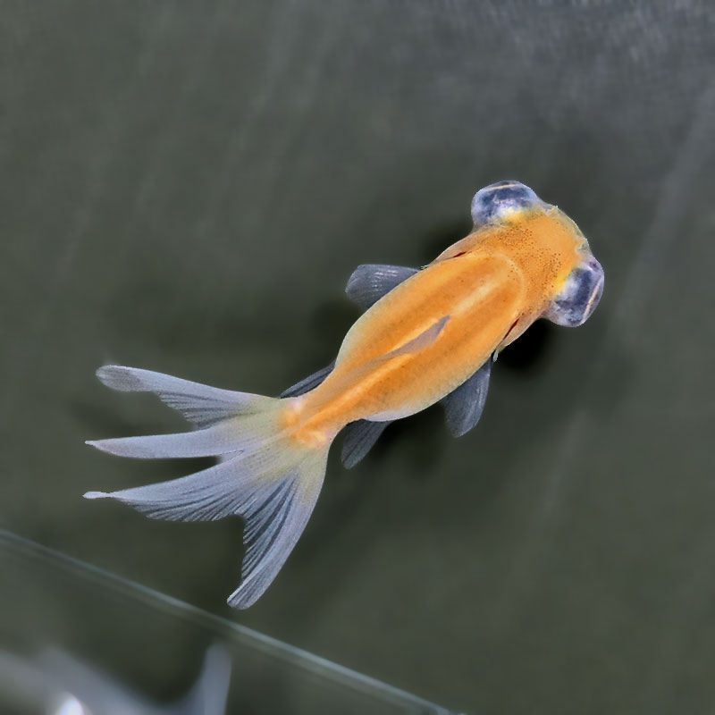 金魚王子】赤目竜眼 6±1cm前後 (個体番号：zaq612) 金魚 きんぎょ 生体