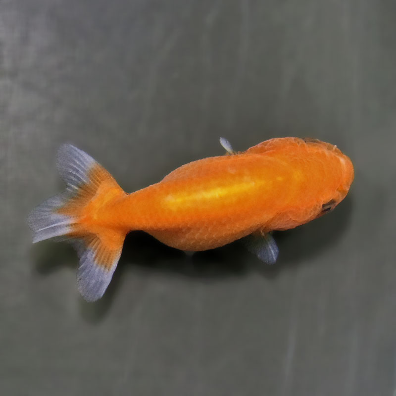 金魚王子】桜錦 6±1cm前後 (個体番号：zaq770) 金魚 きんぎょ 生体