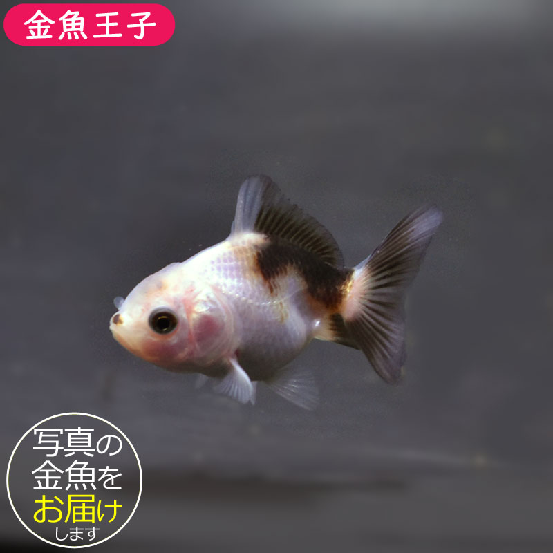 金魚王子】ベビー（白黒）オランダ 5±1cm前後 (個体番号：cde367