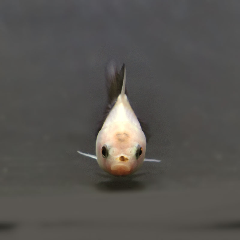 金魚王子】ベビー（白黒）オランダ 5±1cm前後 (個体番号：cde367