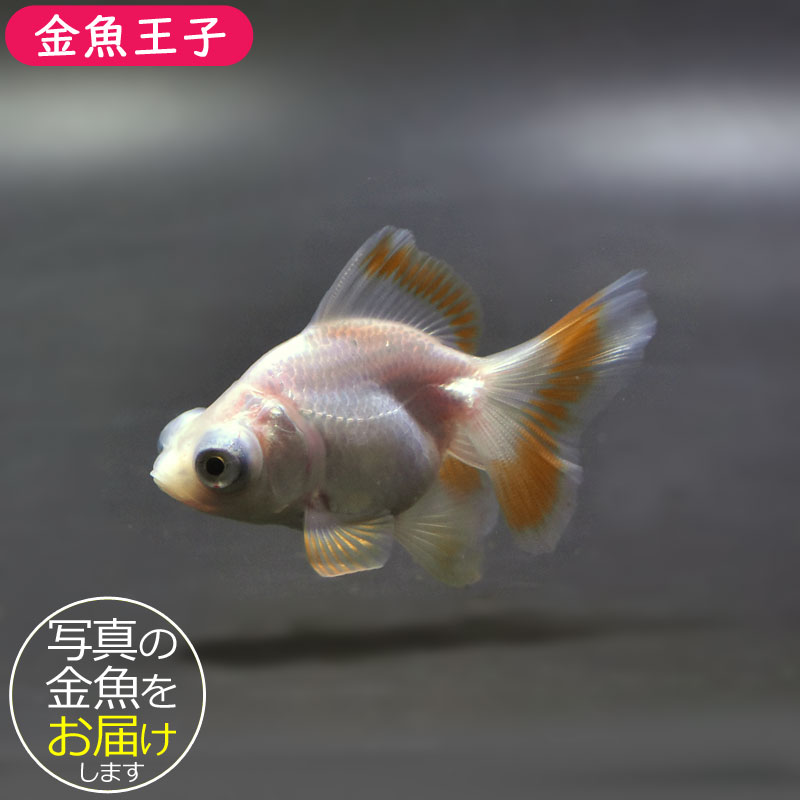金魚王子】更紗蝶尾 7±1cm前後 (個体番号：cde553) 金魚