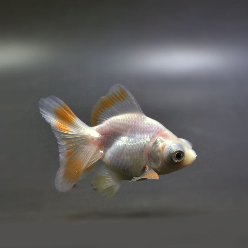 金魚王子】更紗蝶尾 7±1cm前後 (個体番号：cde553) 金魚