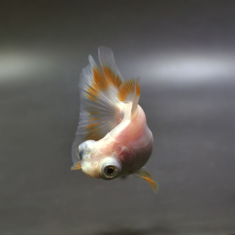金魚王子】更紗蝶尾 7±1cm前後 (個体番号：cde553) 金魚