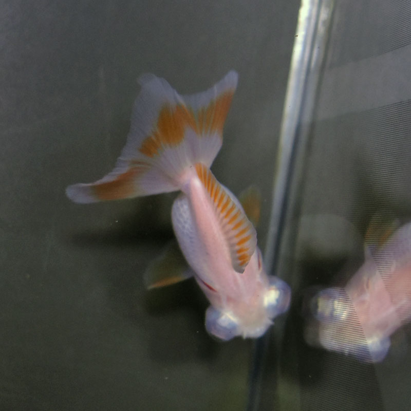 金魚王子】更紗蝶尾 7±1cm前後 (個体番号：cde553) 金魚
