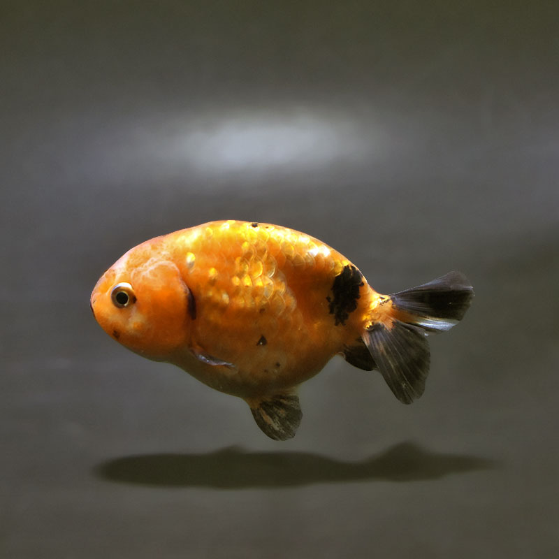 金魚王子】キリンらんちゅう 8±1cm前後 (個体番号：cde948) 金魚 きんぎょ 生体 らんちゅう 厳選個体 | 金魚,らんちゅう系,らんちゅう  | 金魚の通販は「金魚王子 オンラインストア」金魚専門店 販売 [厳選個体] 更紗らんちゅう 良物 ９ｃｍ 個体番号08318 金魚 らんちゅう 生体