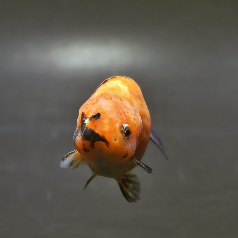 金魚王子】変わり柄らんちゅう 7～8cm前後 (個体番号：xsw139) 金魚