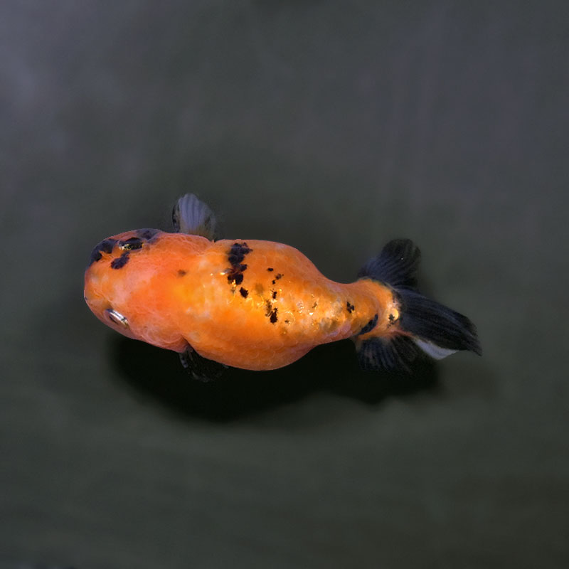 金魚王子】変わり柄らんちゅう 7～8cm前後 (個体番号：xsw139) 金魚