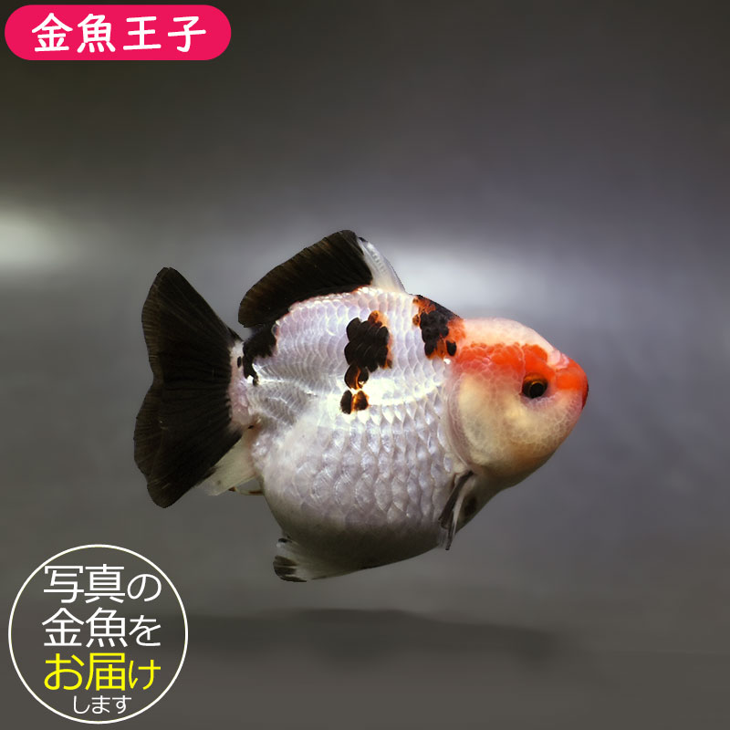 金魚王子】トリカラーオランダ 9.5cm前後 (個体番号：xsw297) 金魚
