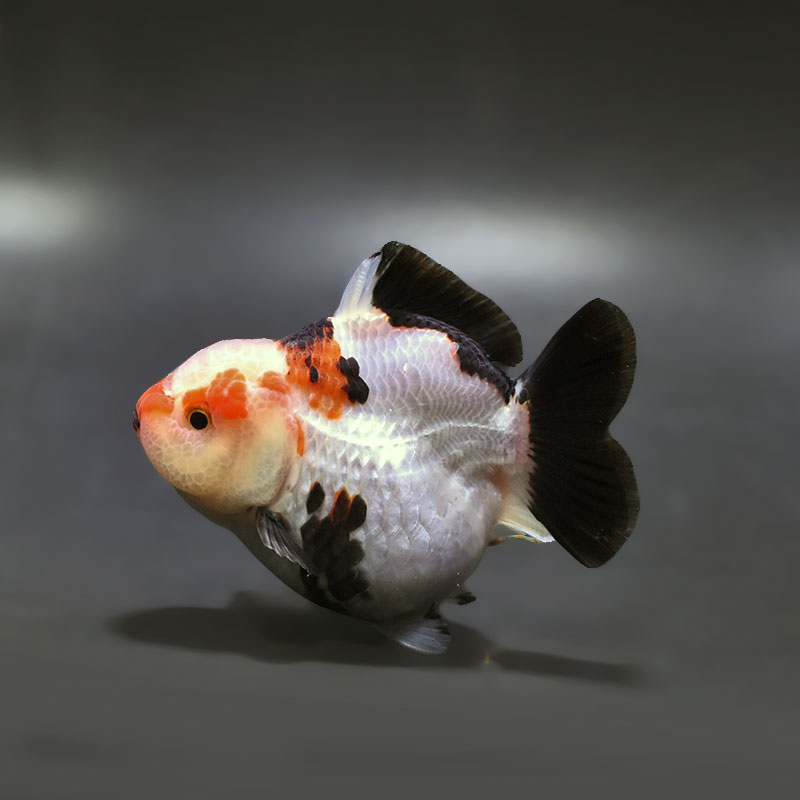 金魚王子】トリカラーオランダ 9.5cm前後 (個体番号：xsw297) 金魚