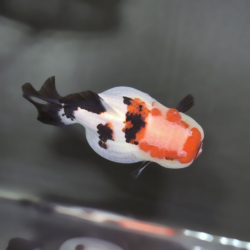 金魚王子】トリカラーオランダ 9.5cm前後 (個体番号：xsw297) 金魚