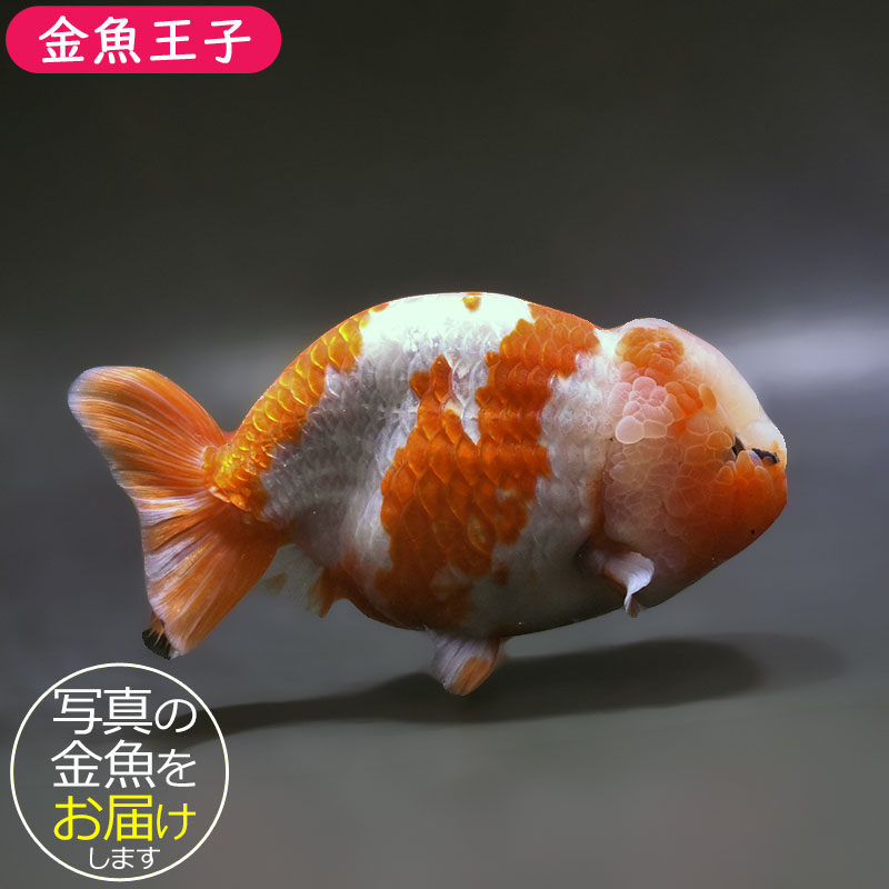 金魚王子】桜錦 15.5cm前後 (個体番号：xsw483) 金魚 きんぎょ 生体