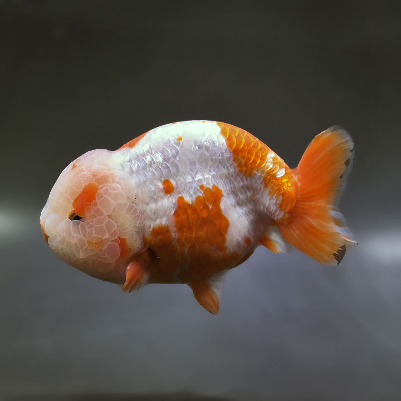 金魚王子】桜錦 15.5cm前後 (個体番号：xsw483) 金魚 きんぎょ 生体
